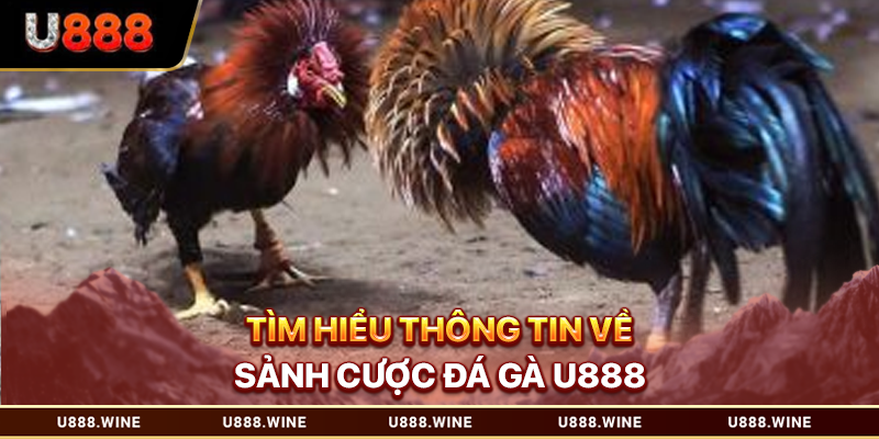 Đá gà U888 Trực Tuyến Uy Tín - Sân Chơi Thượng Hạng Tìm hiểu thông tin về sảnh cược đá gà U888